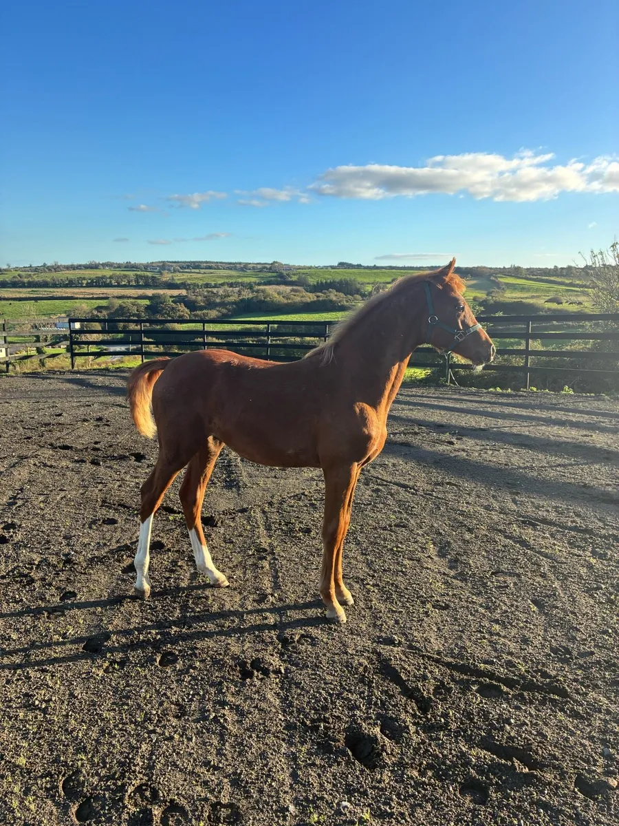 Castlelawn Emerald Filly - Image 2