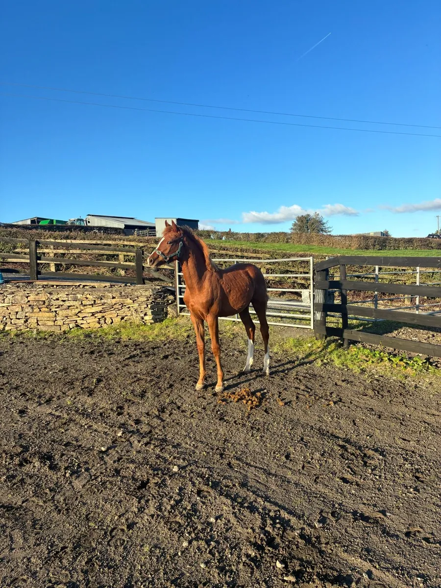 Castlelawn Emerald Filly - Image 4