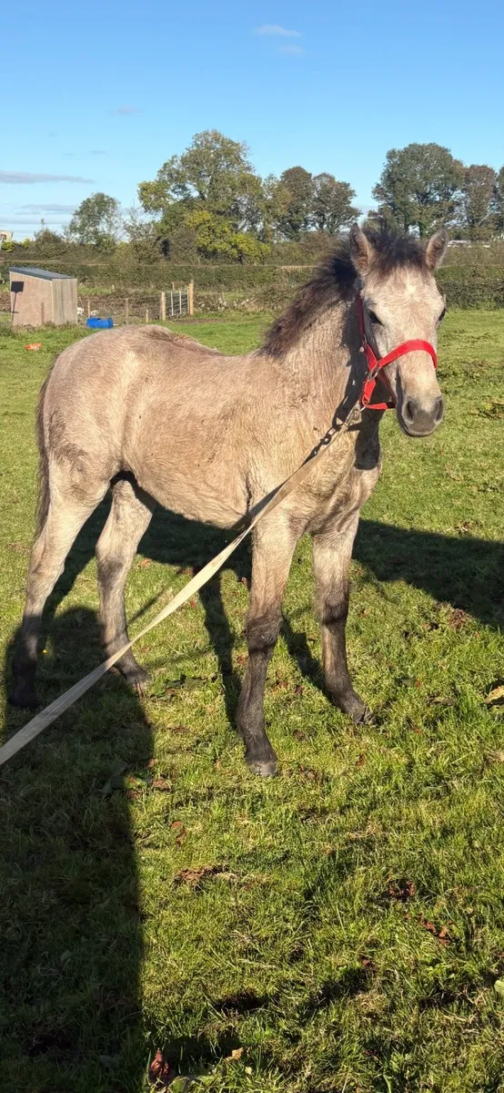 Connemara filly - Image 2