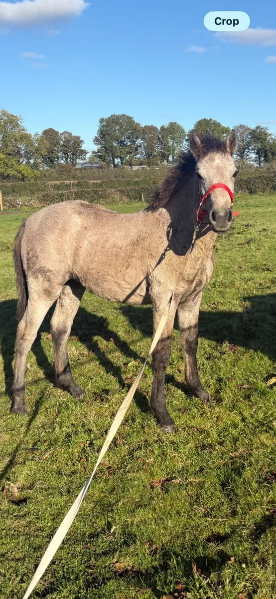 Connemara filly - Image 1