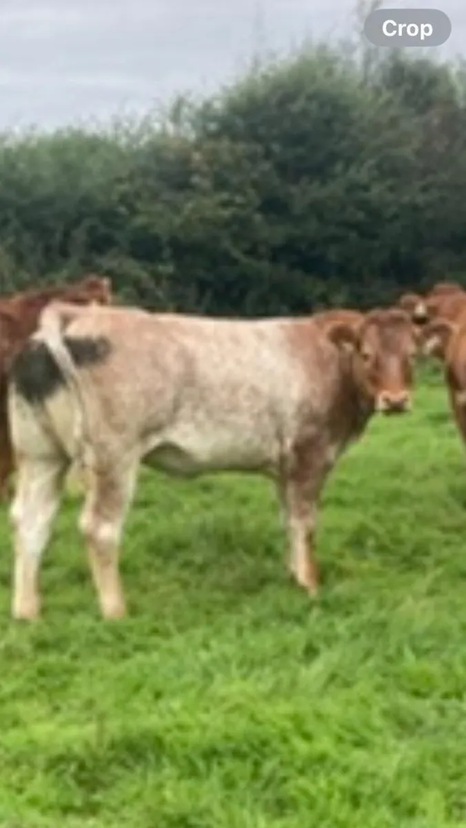 8 Breeding Heifers - Image 3