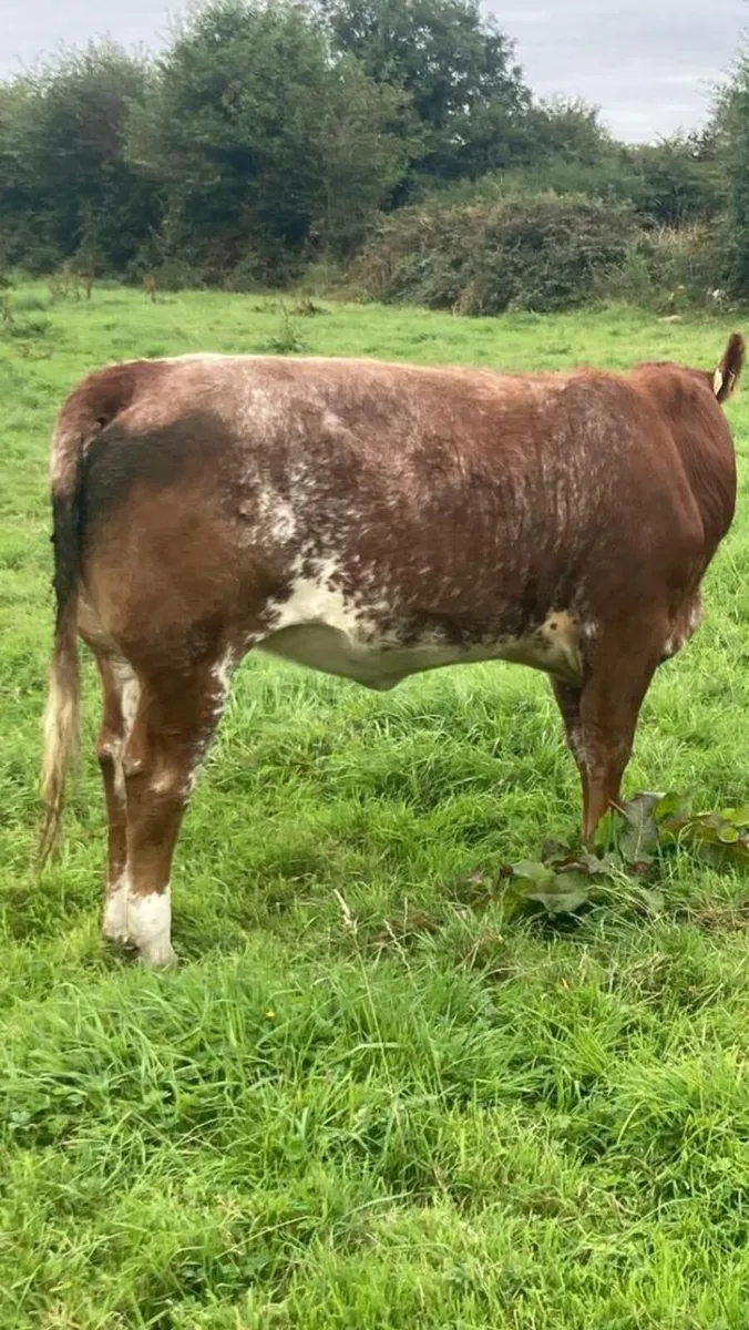 8 Breeding Heifers - Image 4