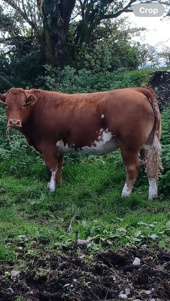 8 Breeding Heifers - Image 1