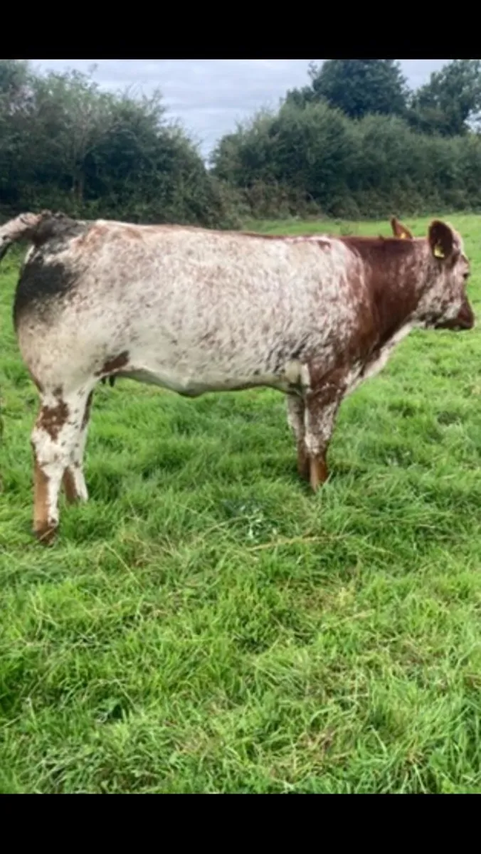 8 Breeding Heifers - Image 2