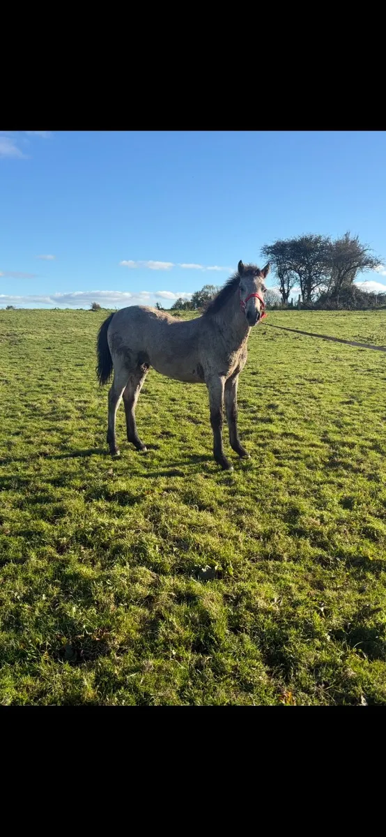 Connemara filly - Image 3