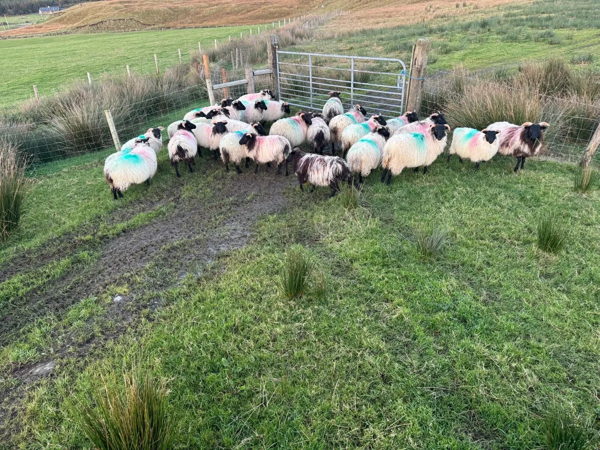 30 mountain ewe lamb’s - Image 1