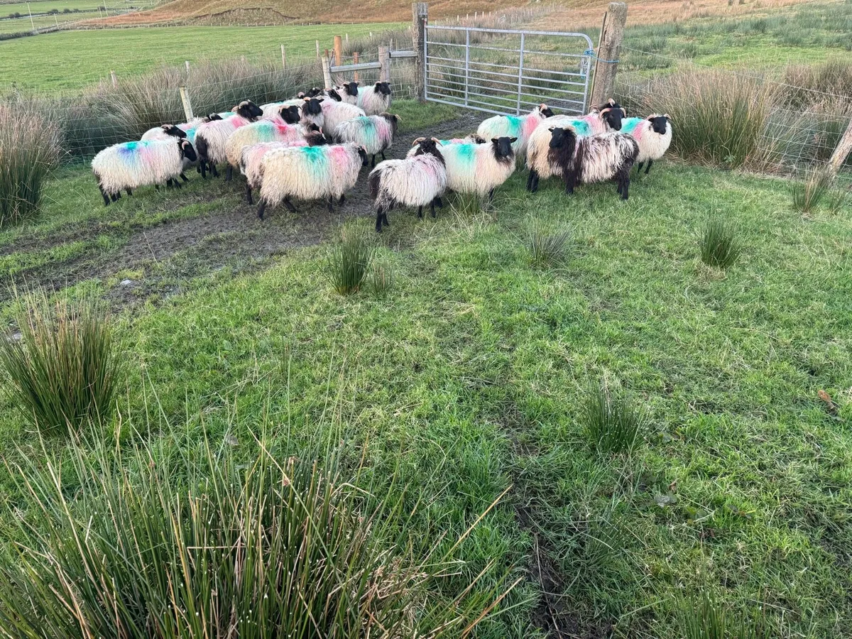 30 mountain ewe lamb’s - Image 2