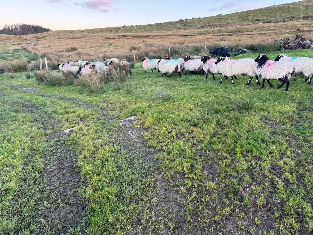 30 mountain ewe lamb’s - Image 3