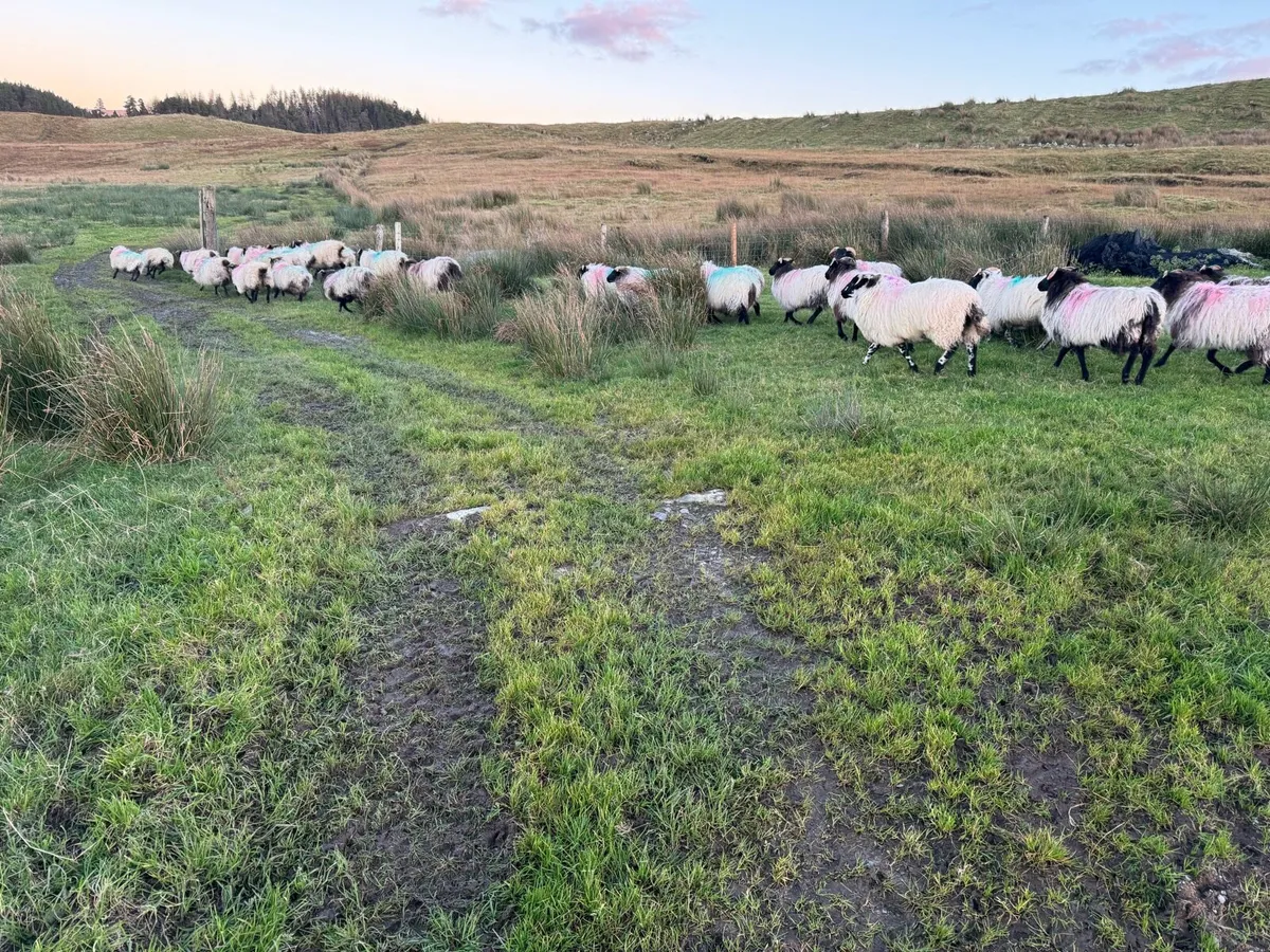 30 mountain ewe lamb’s - Image 4