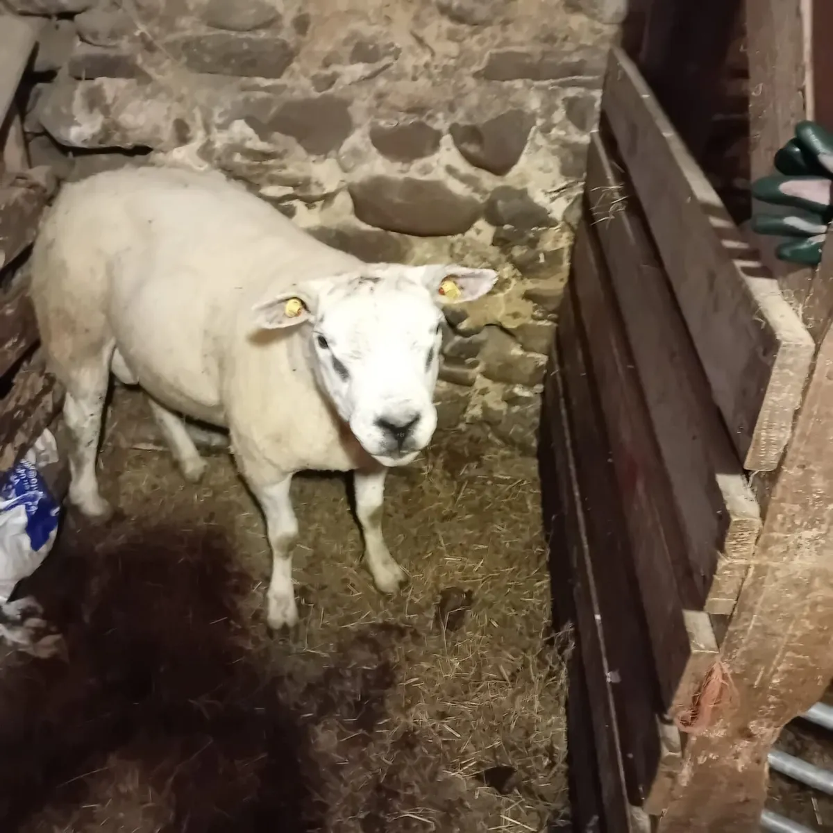 2 Texel Ram - Image 2