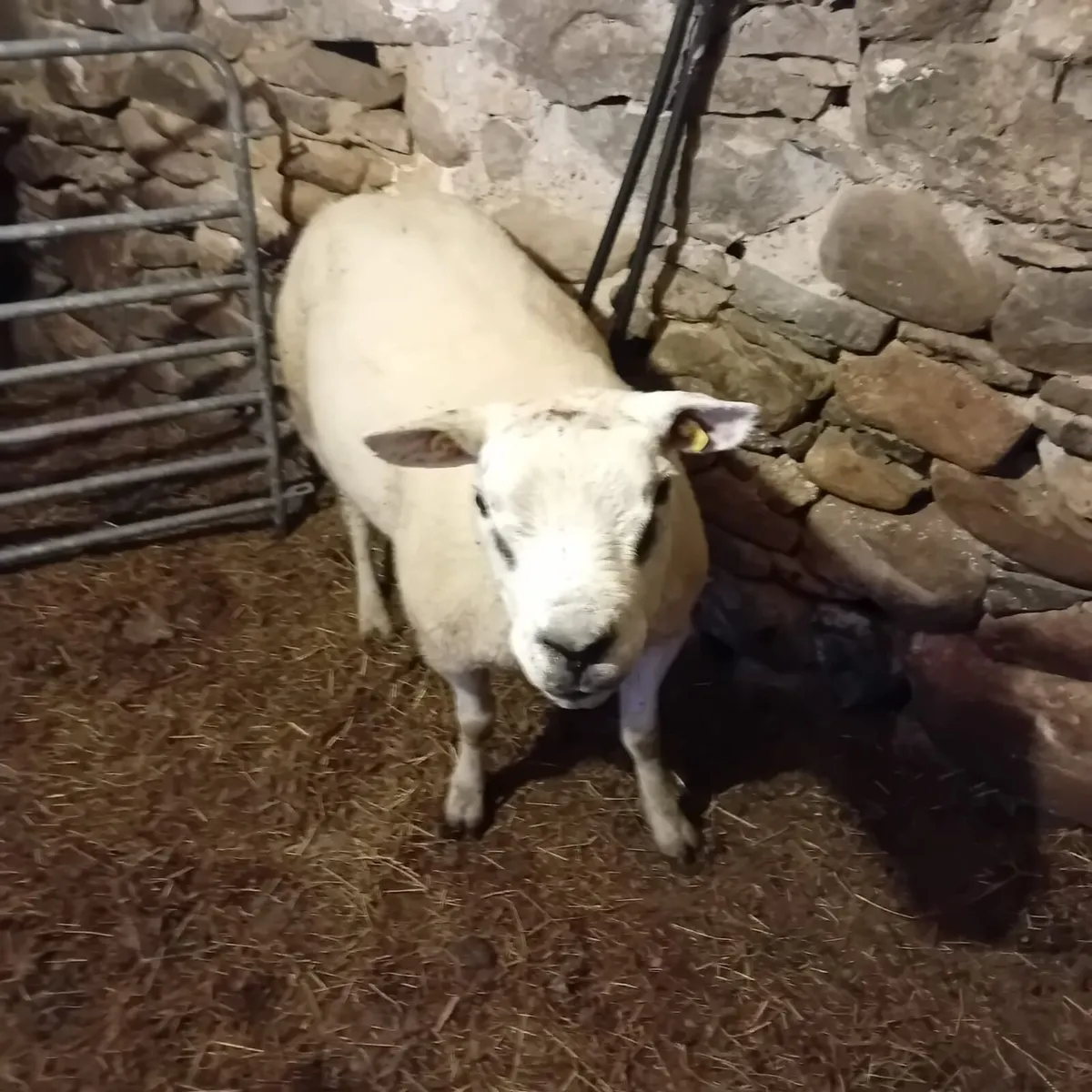 2 Texel Ram - Image 3