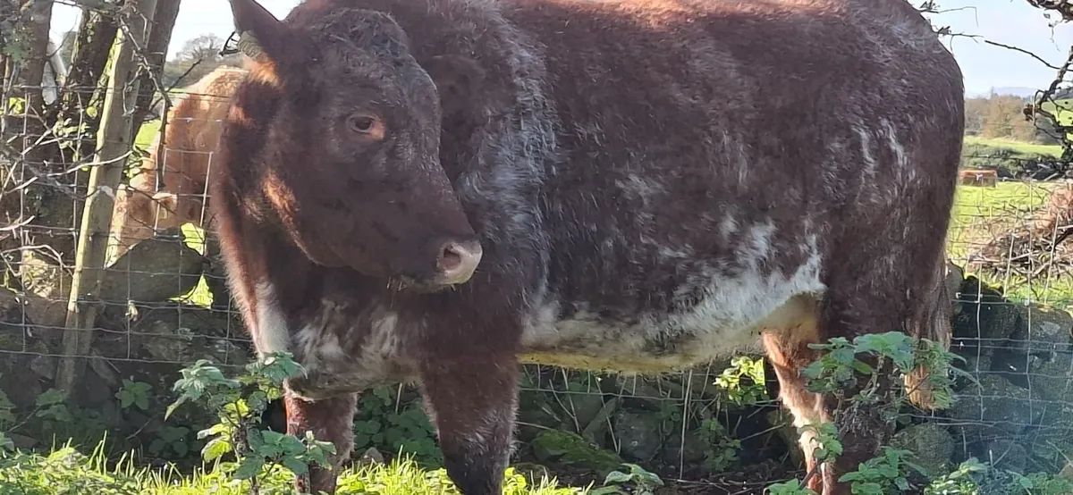 Roan Limousin Springer - Image 1