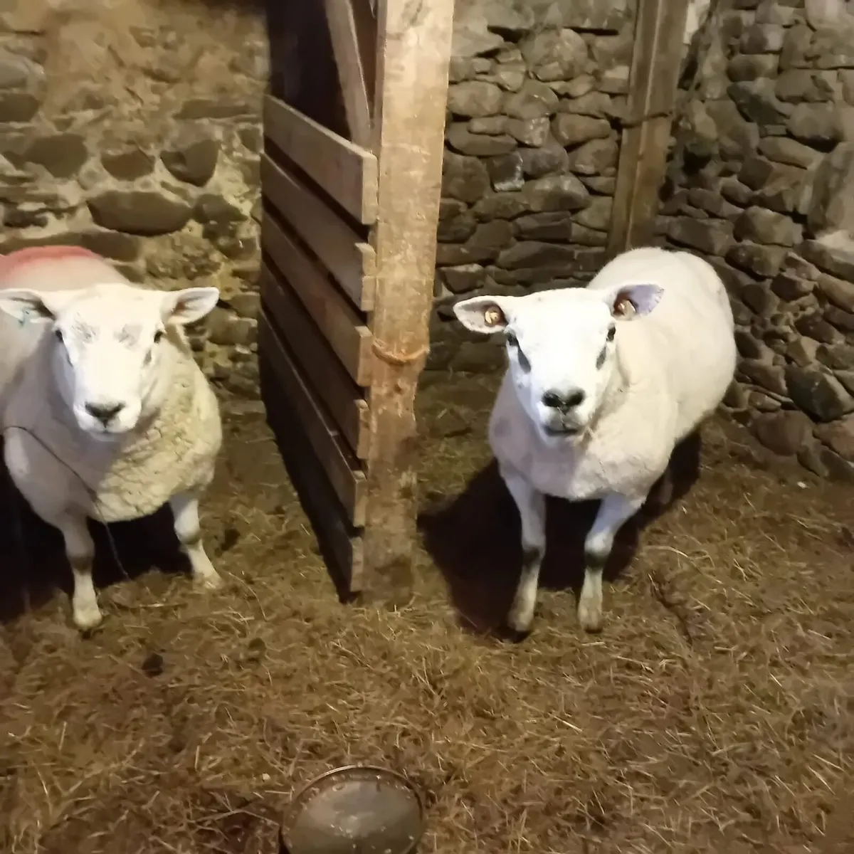 2 Texel Ram - Image 1