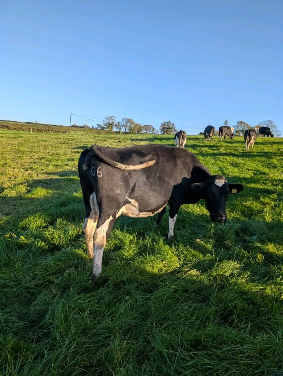 Cows - Image 1