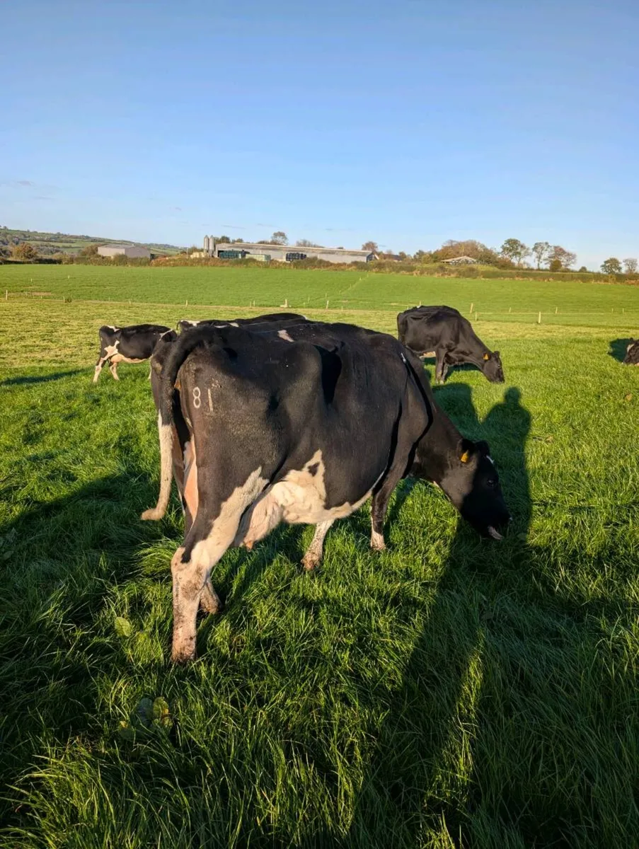 Cows - Image 2