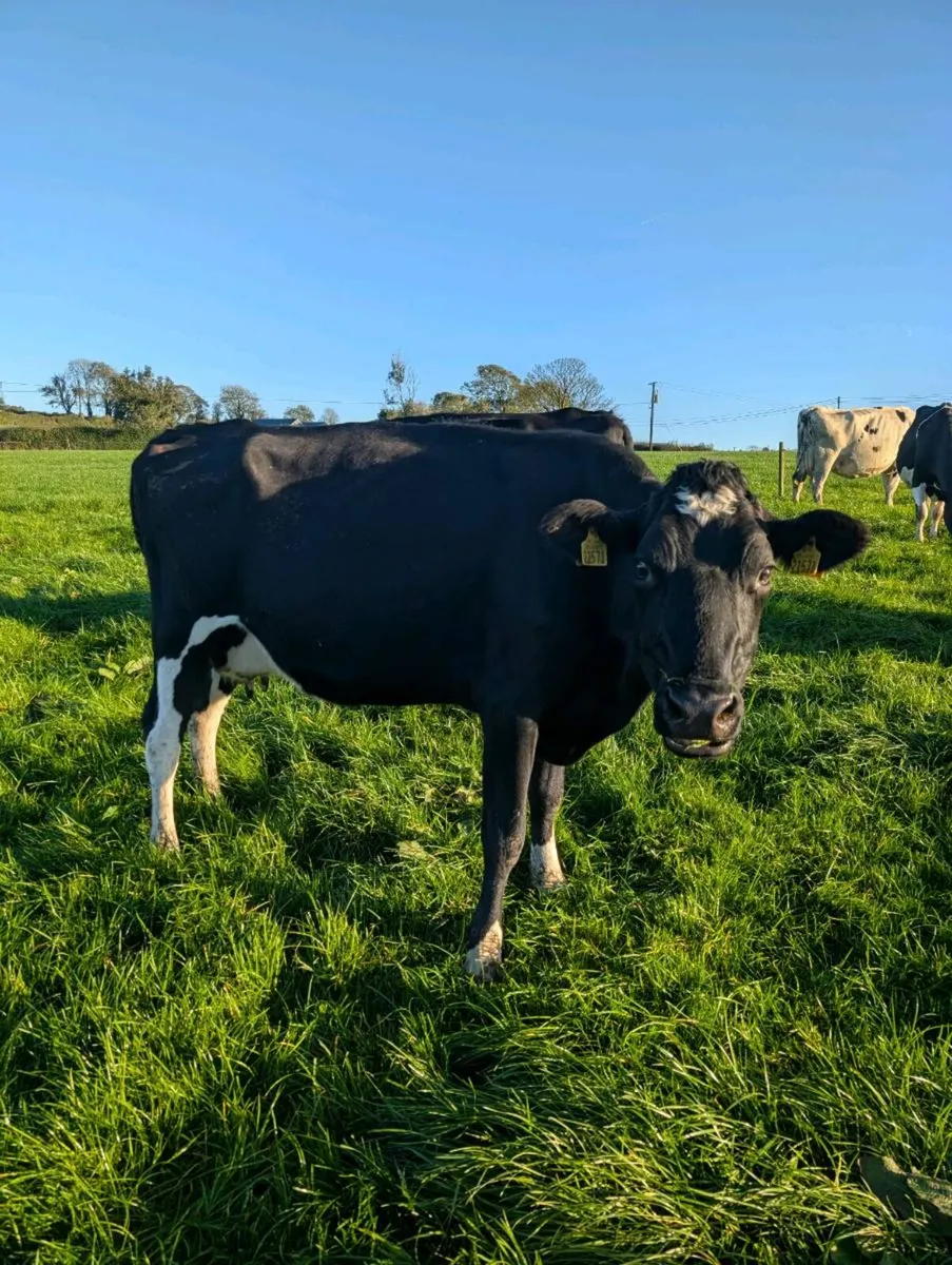 Cows - Image 3