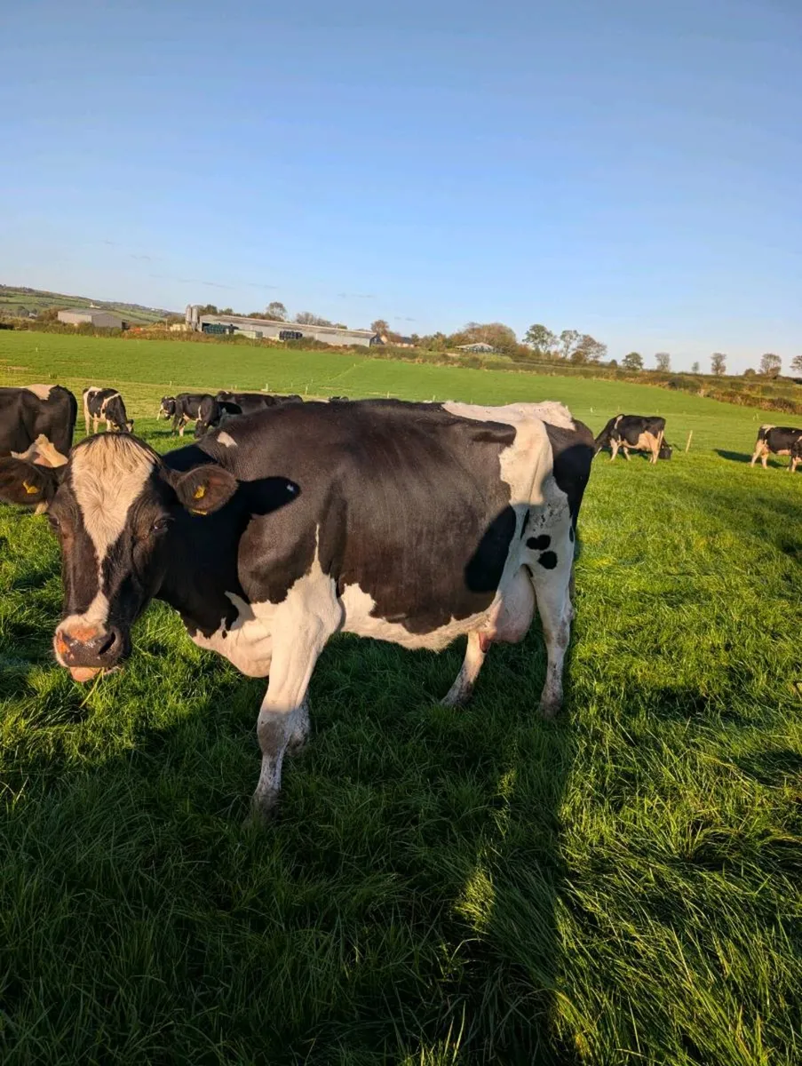 Cows - Image 4