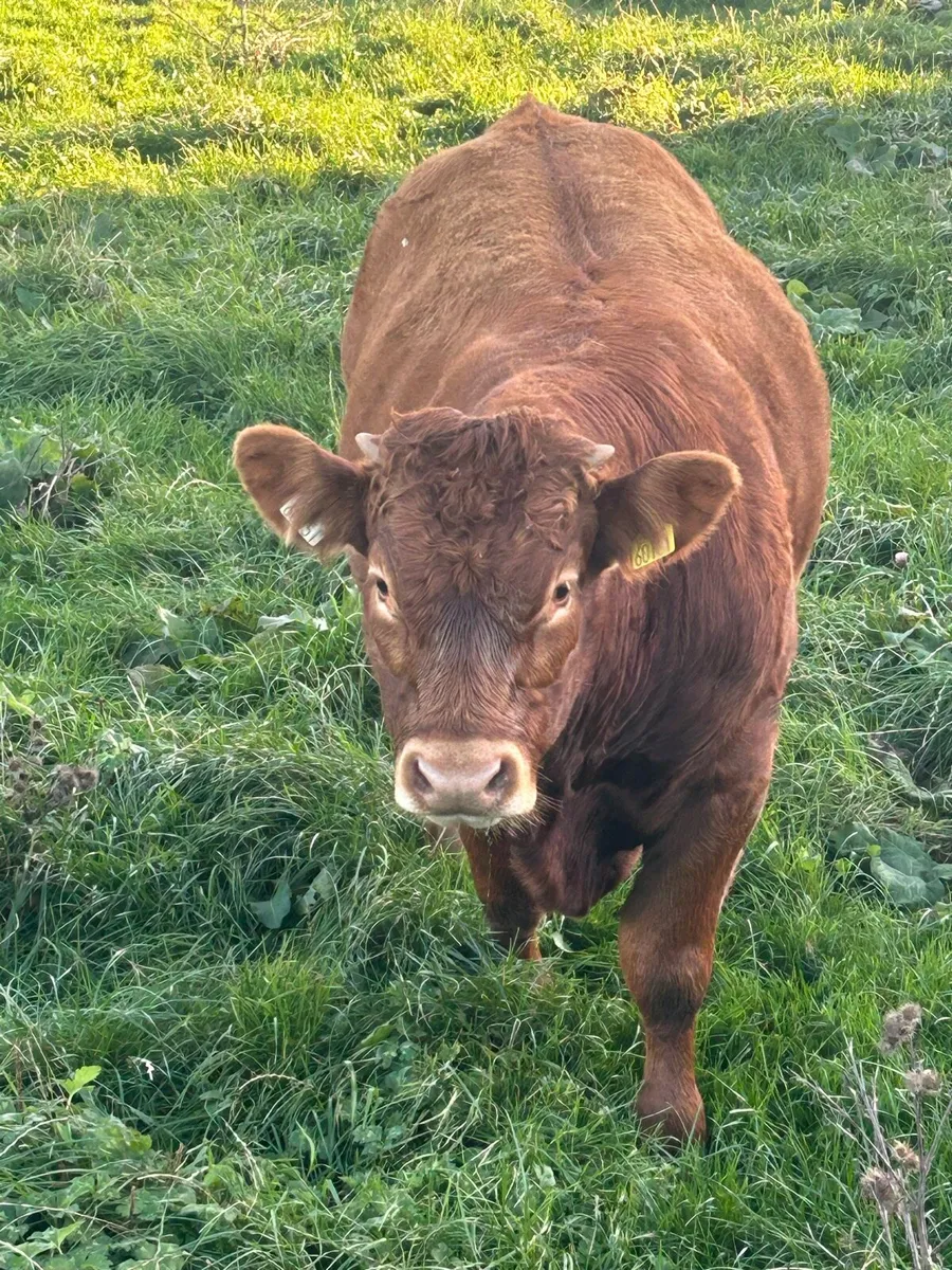 Young bull - Image 1