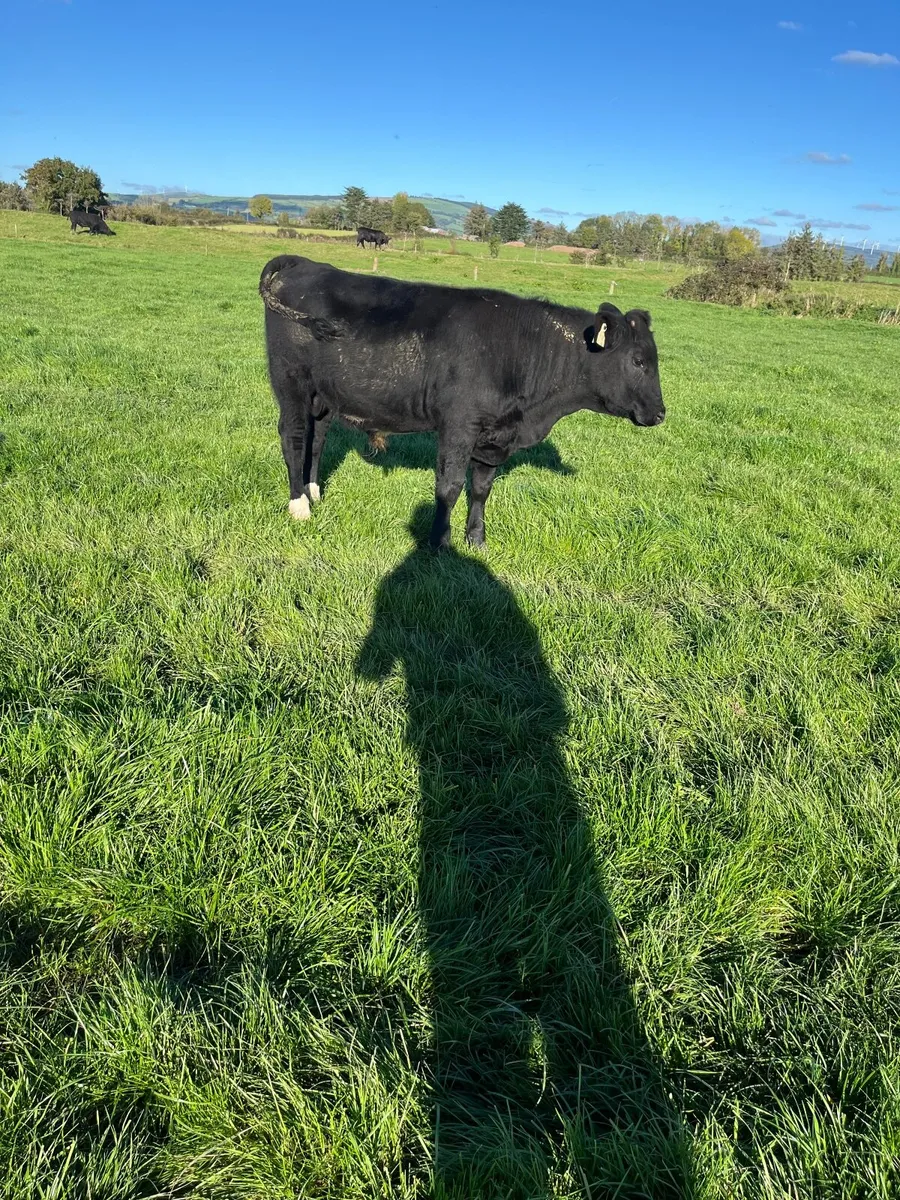 Angus Weanlings - Image 4