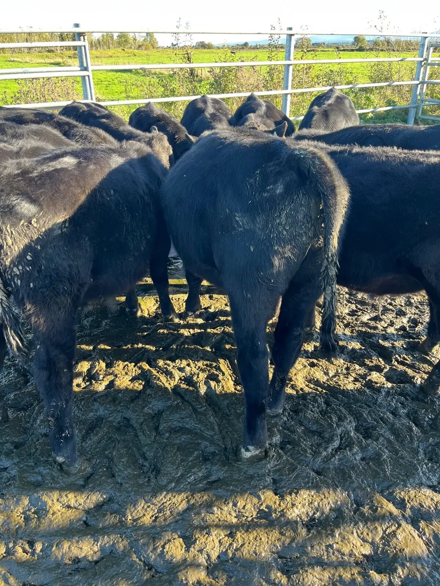 Angus Weanlings - Image 3