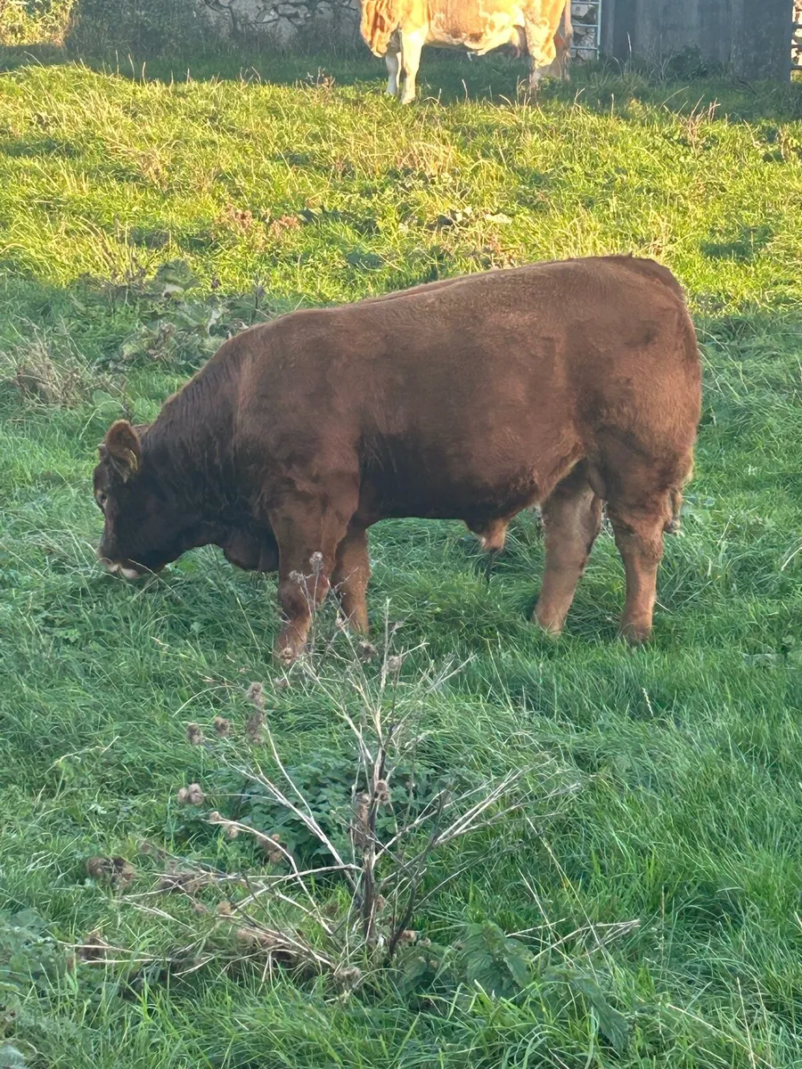 Young bull - Image 2
