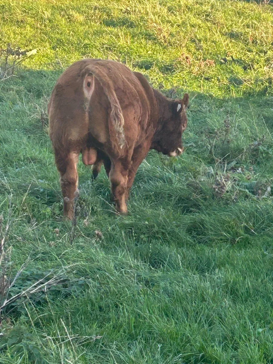 Young bull - Image 3