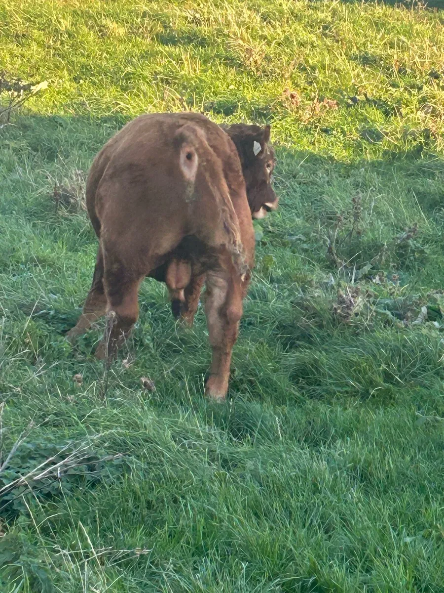 Young bull - Image 4