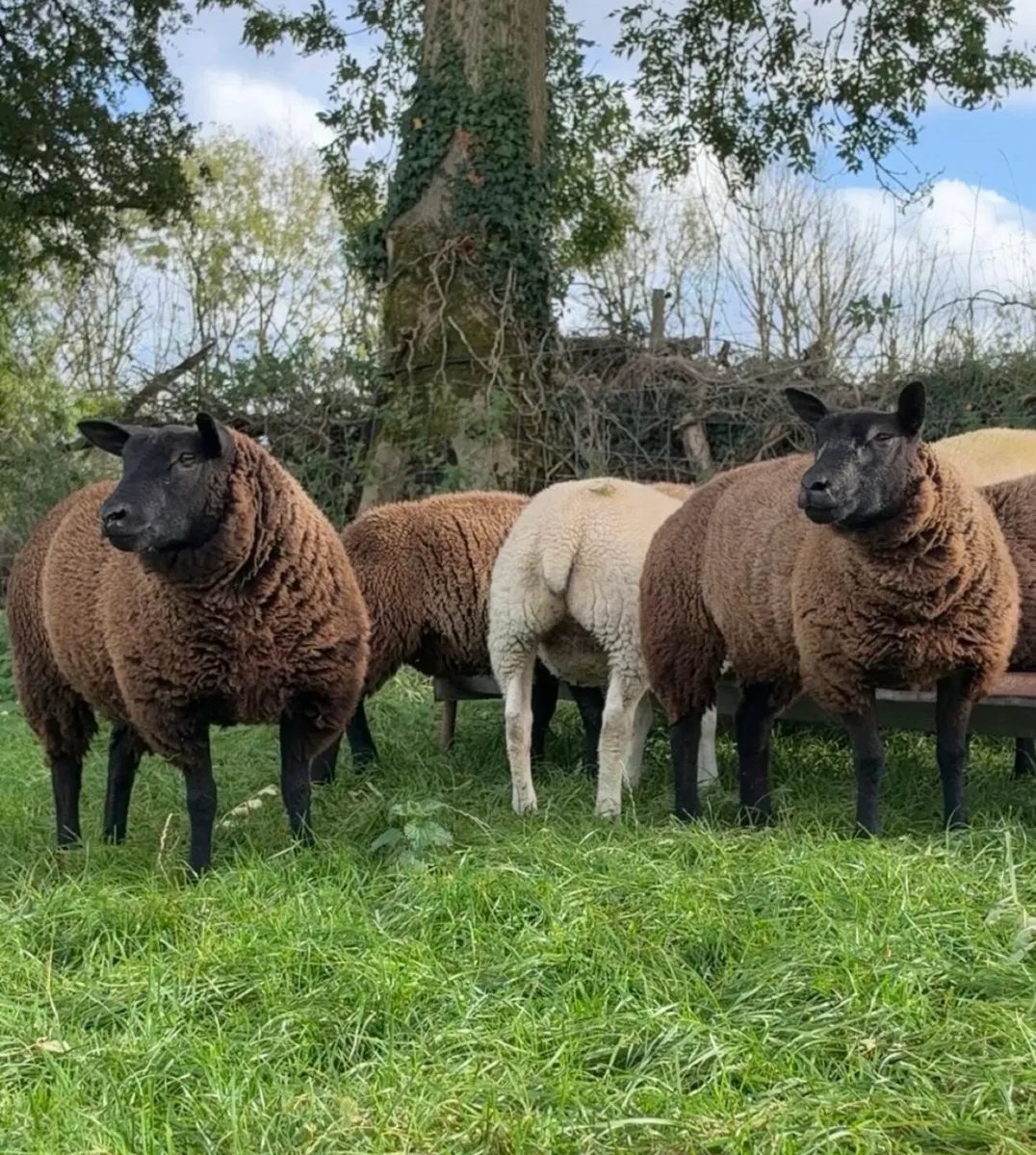 Blue Texel Ewe Lambs - Image 1