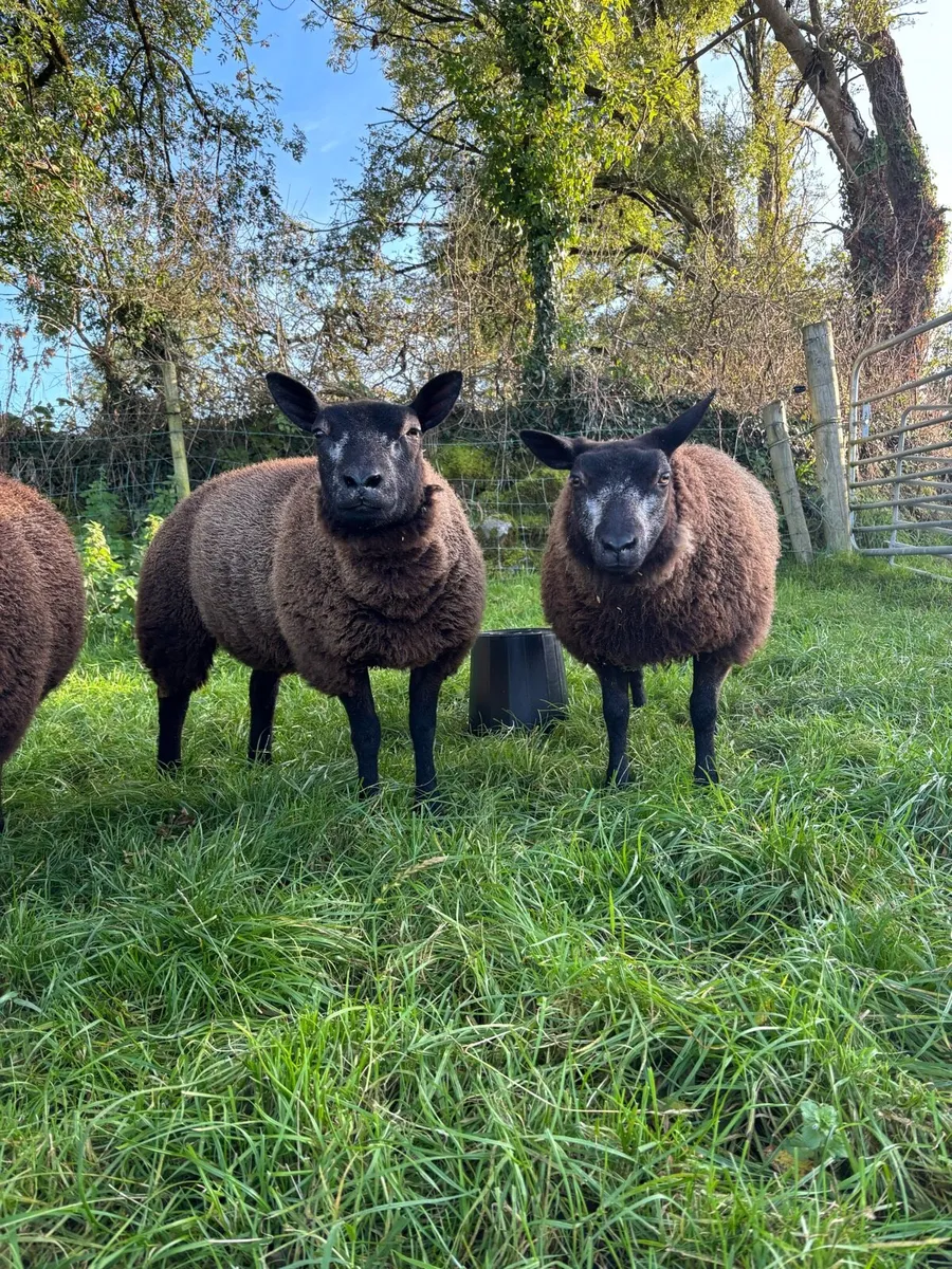 Blue Texel Ewe Lambs - Image 4