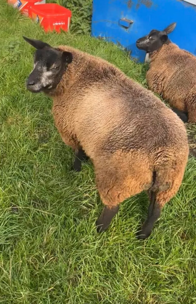 Blue Texel Ewe Lambs - Image 2