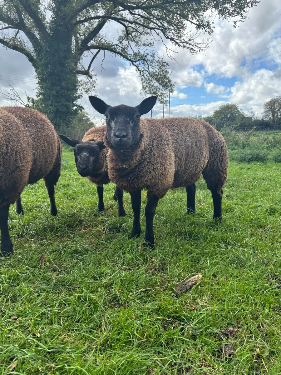 Blue Texel Ewe Lambs - Image 3