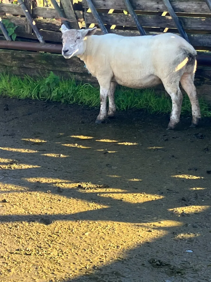 Texel X Hoggets - Image 3