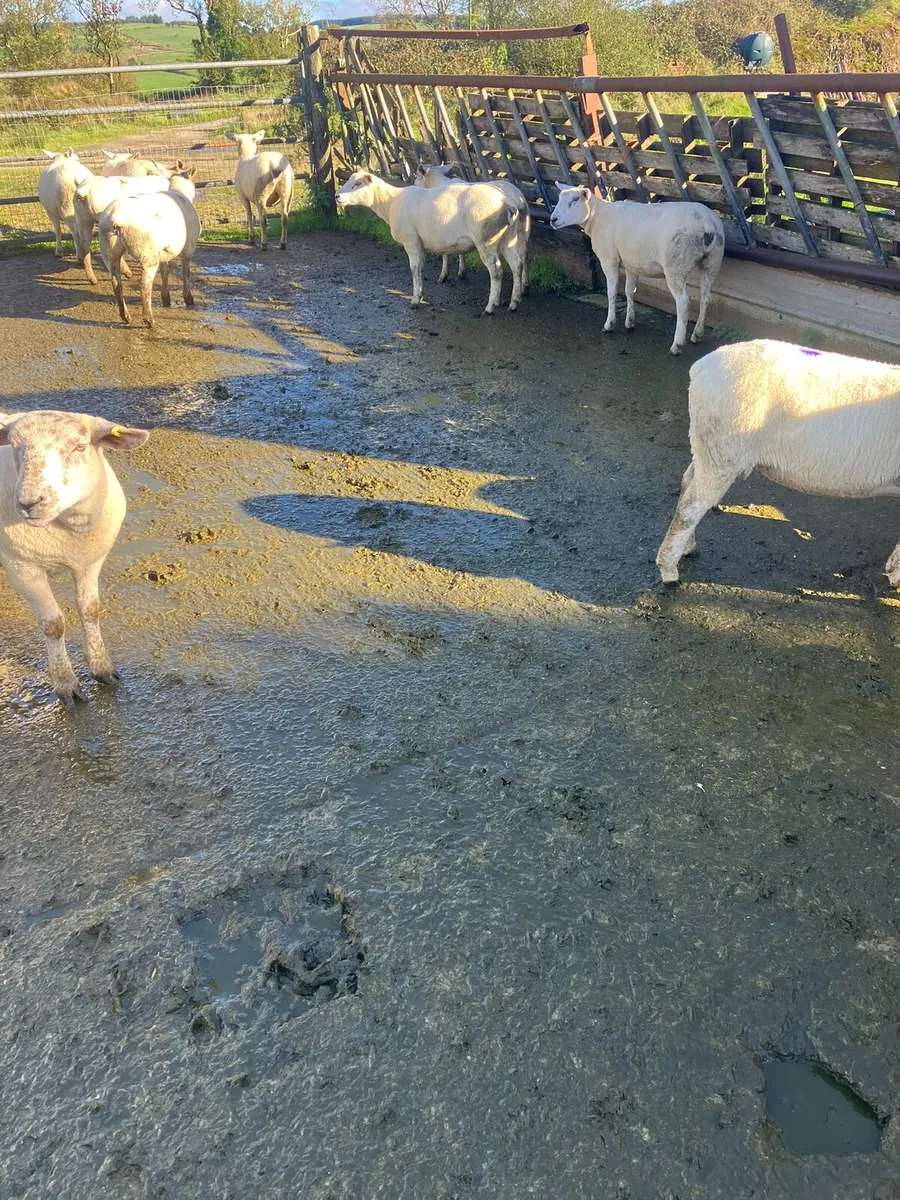 Texel X Hoggets - Image 4