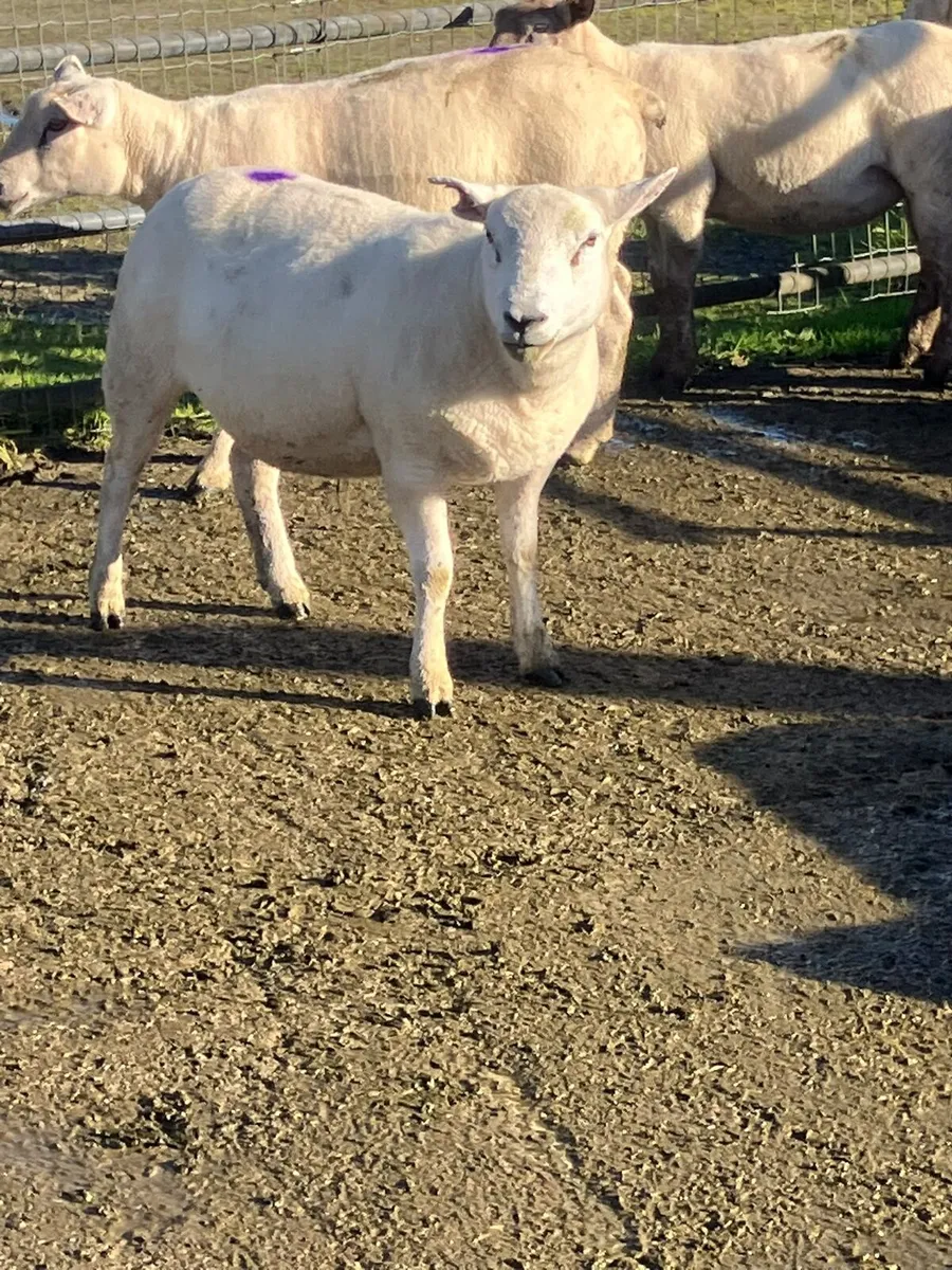 Texel X Hoggets - Image 1