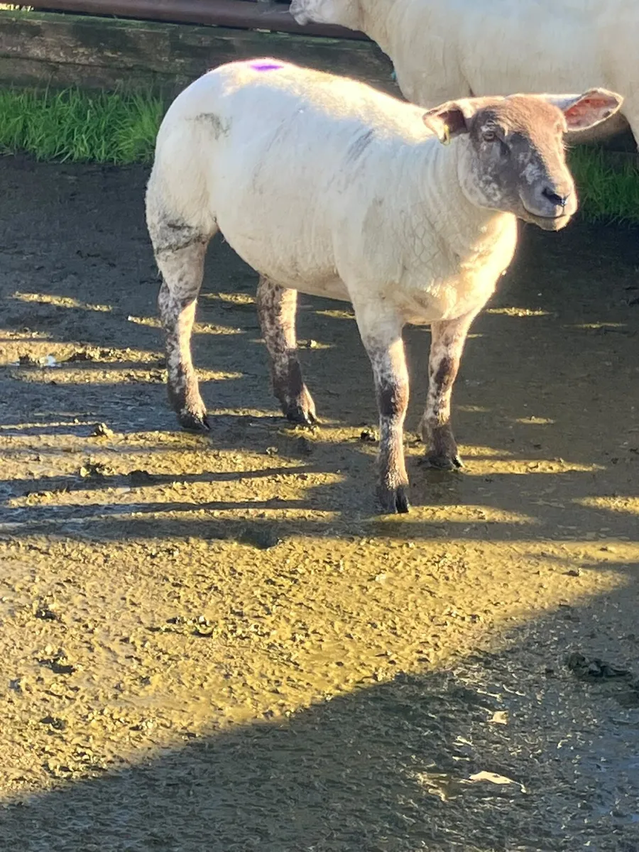 Texel X Hoggets - Image 2