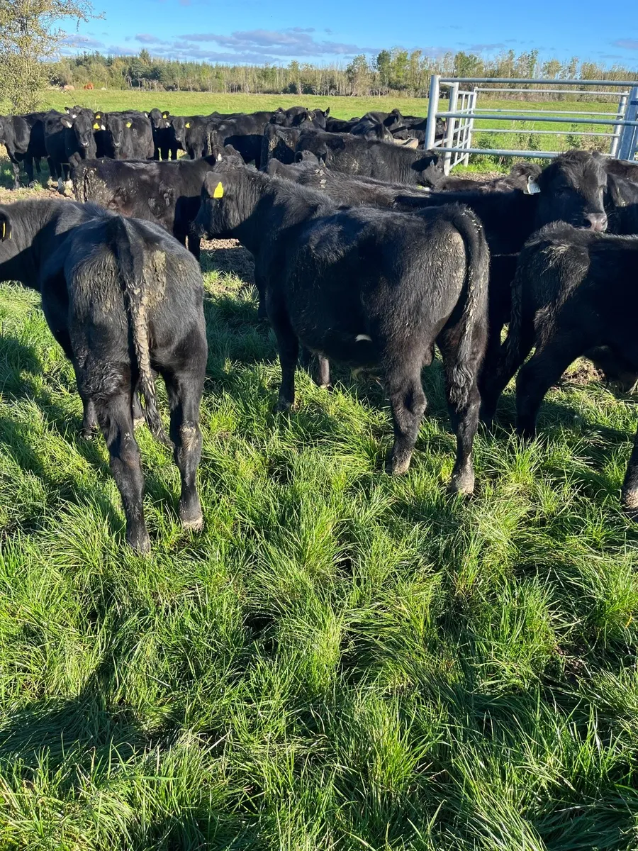 Angus Weanlings - Image 1