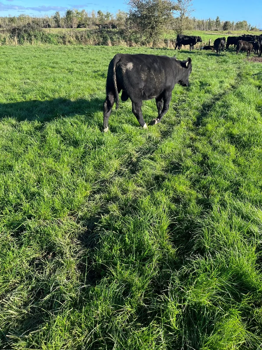 Angus Weanlings - Image 2