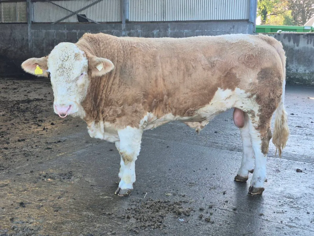 PEDIGREE FULLY POLLED SIMMENTAL BULLS AND HEIFERS - Image 2