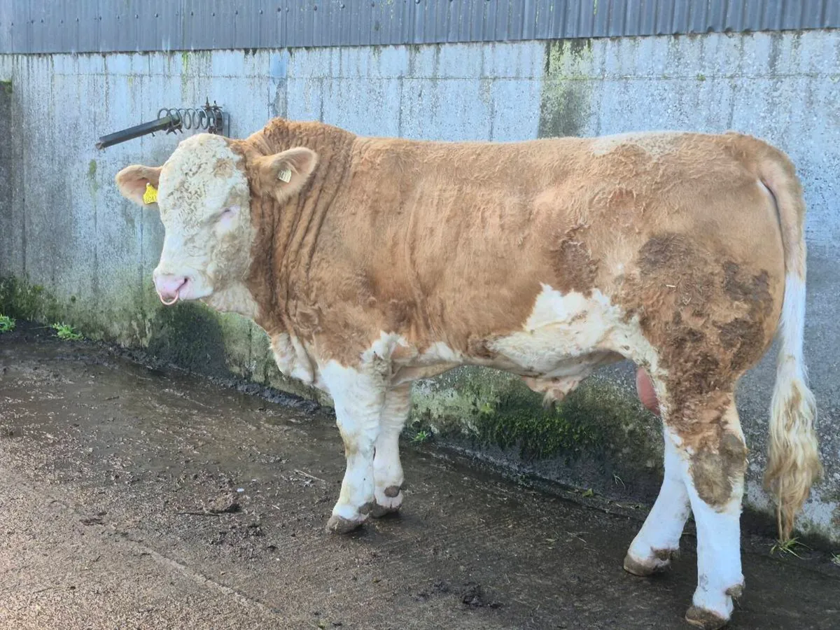 PEDIGREE FULLY POLLED SIMMENTAL BULLS AND HEIFERS - Image 3