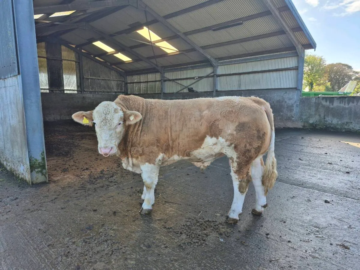 PEDIGREE FULLY POLLED SIMMENTAL BULLS AND HEIFERS - Image 4