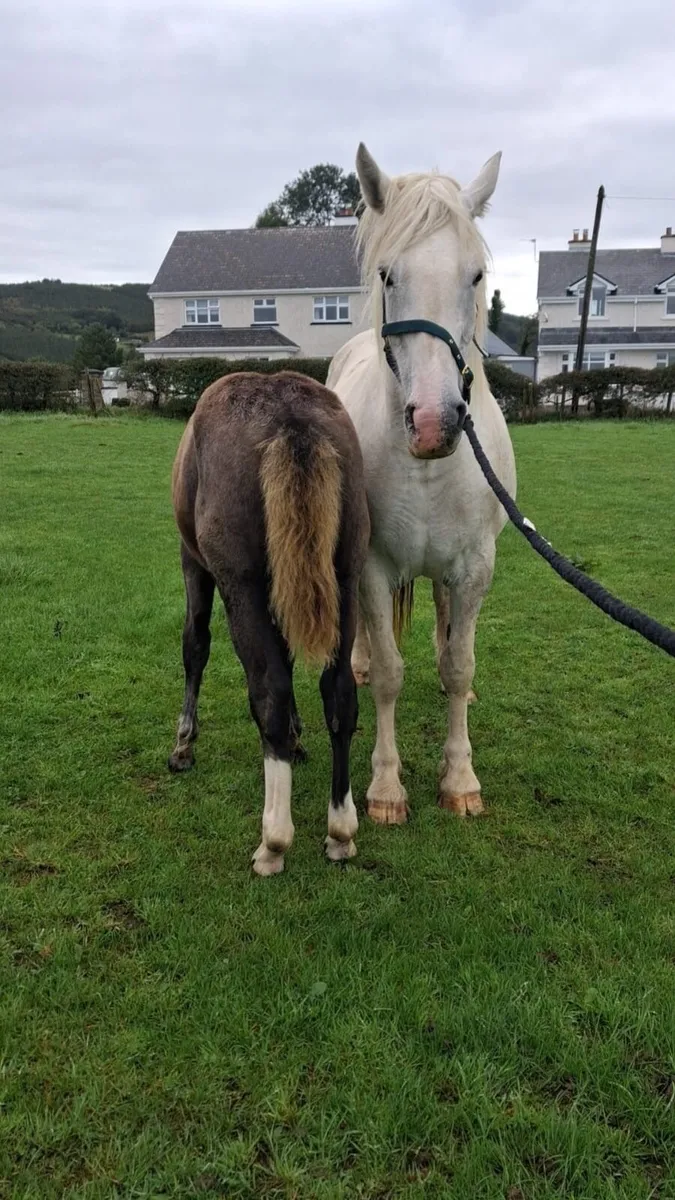 Draught filly May foal - Image 4