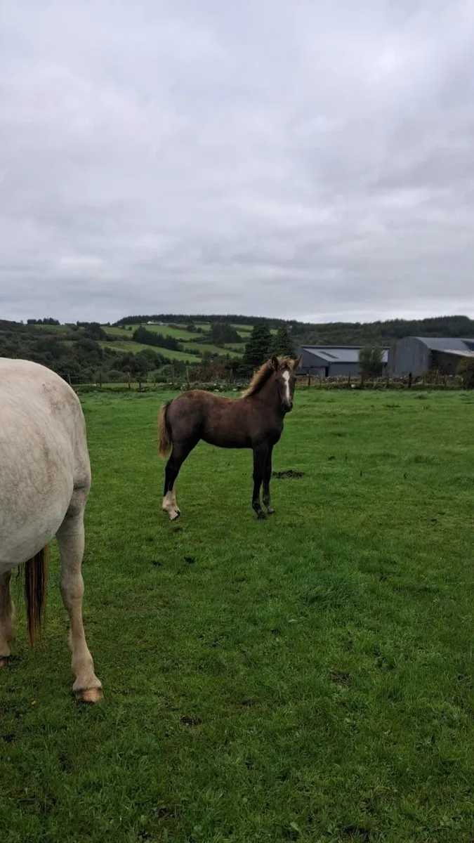Draught filly May foal - Image 1