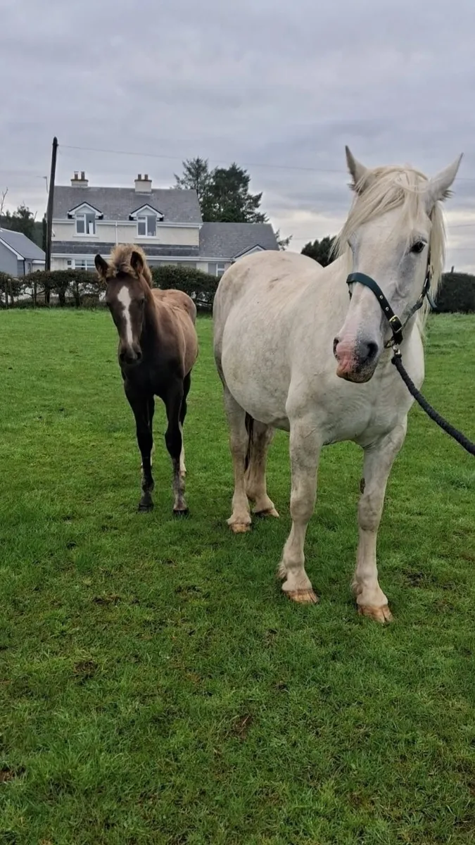 Draught filly May foal - Image 2