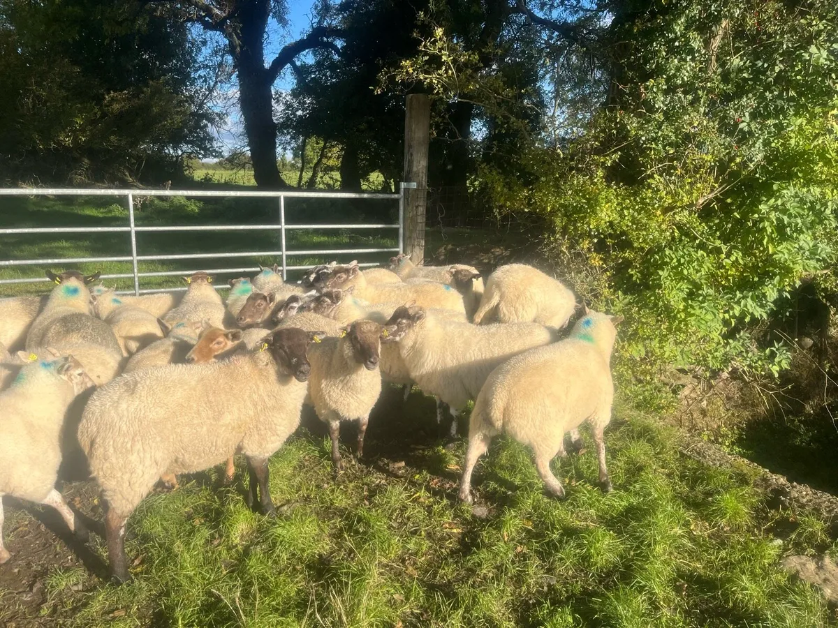 Hogget sheep - Image 2