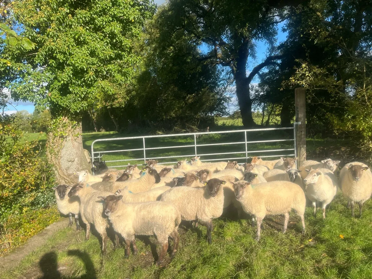 Hogget sheep - Image 4