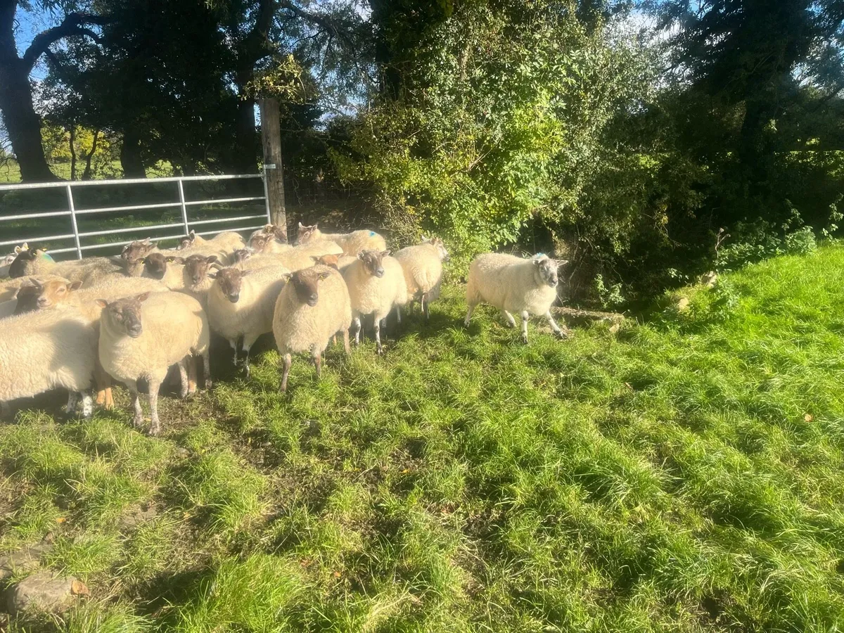 Hogget sheep - Image 3