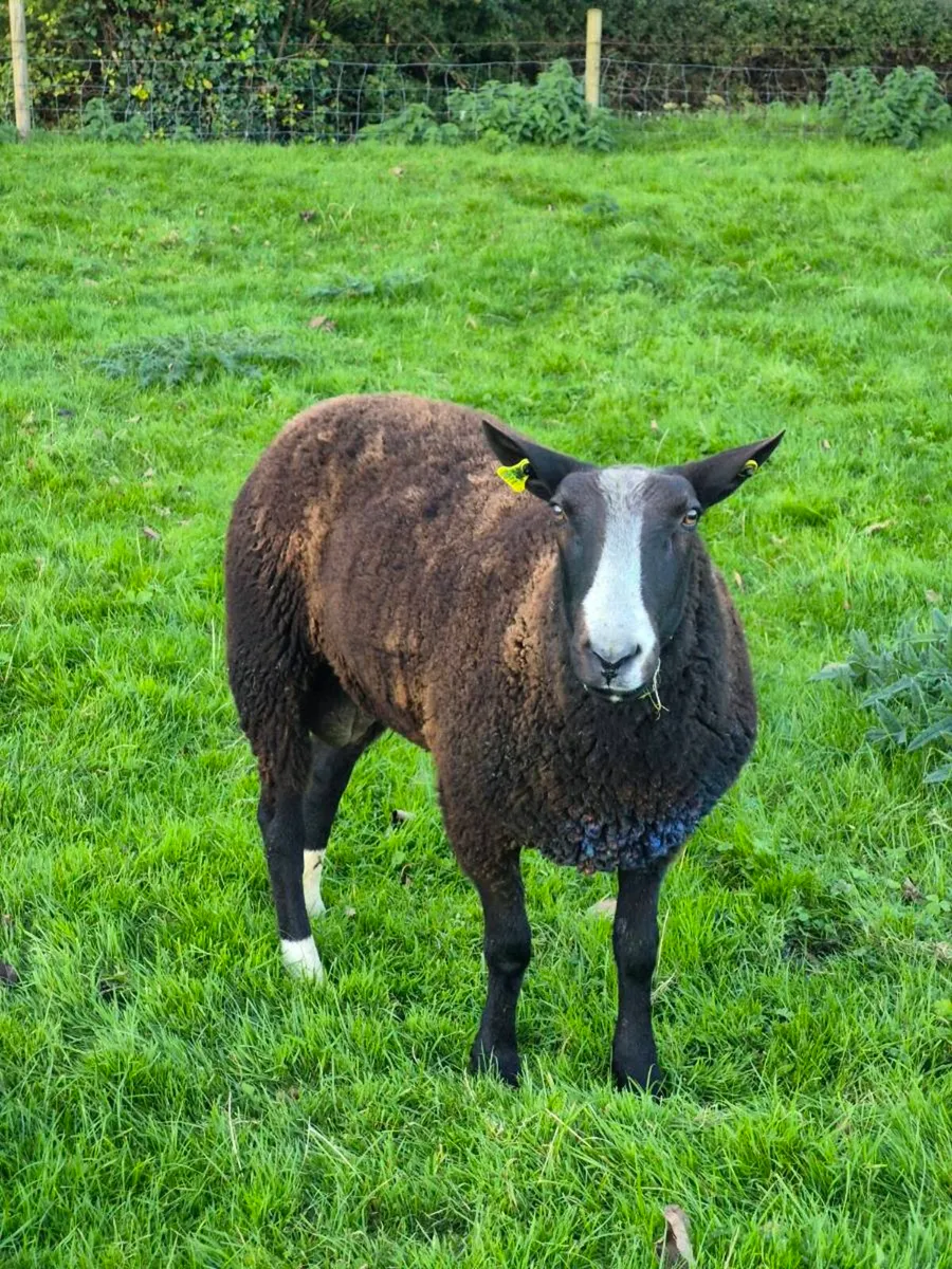 Zwartbles ram - Image 4