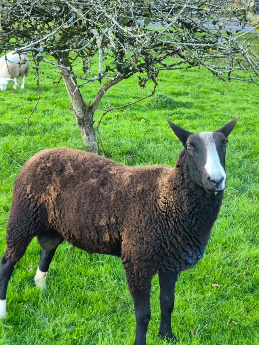 Zwartbles ram - Image 1