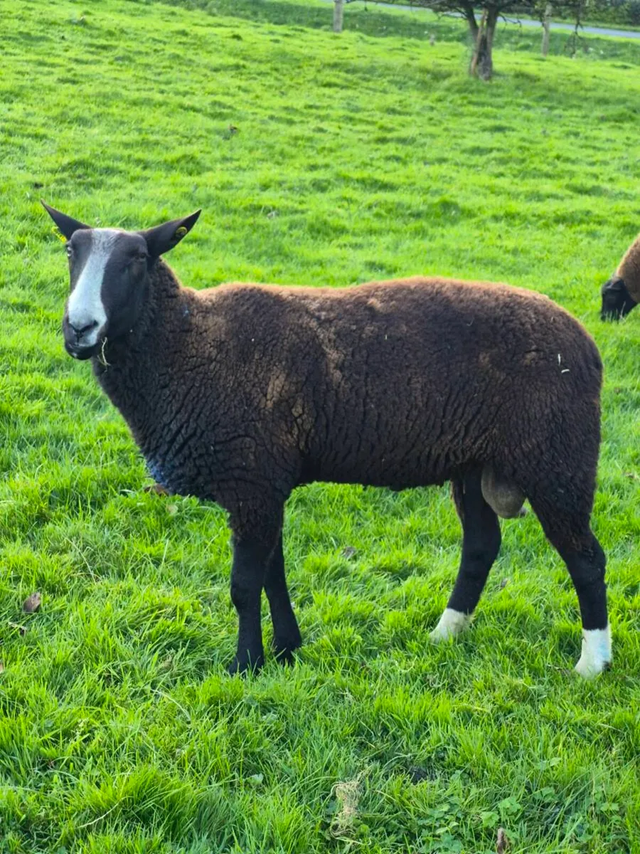 Zwartbles ram - Image 2