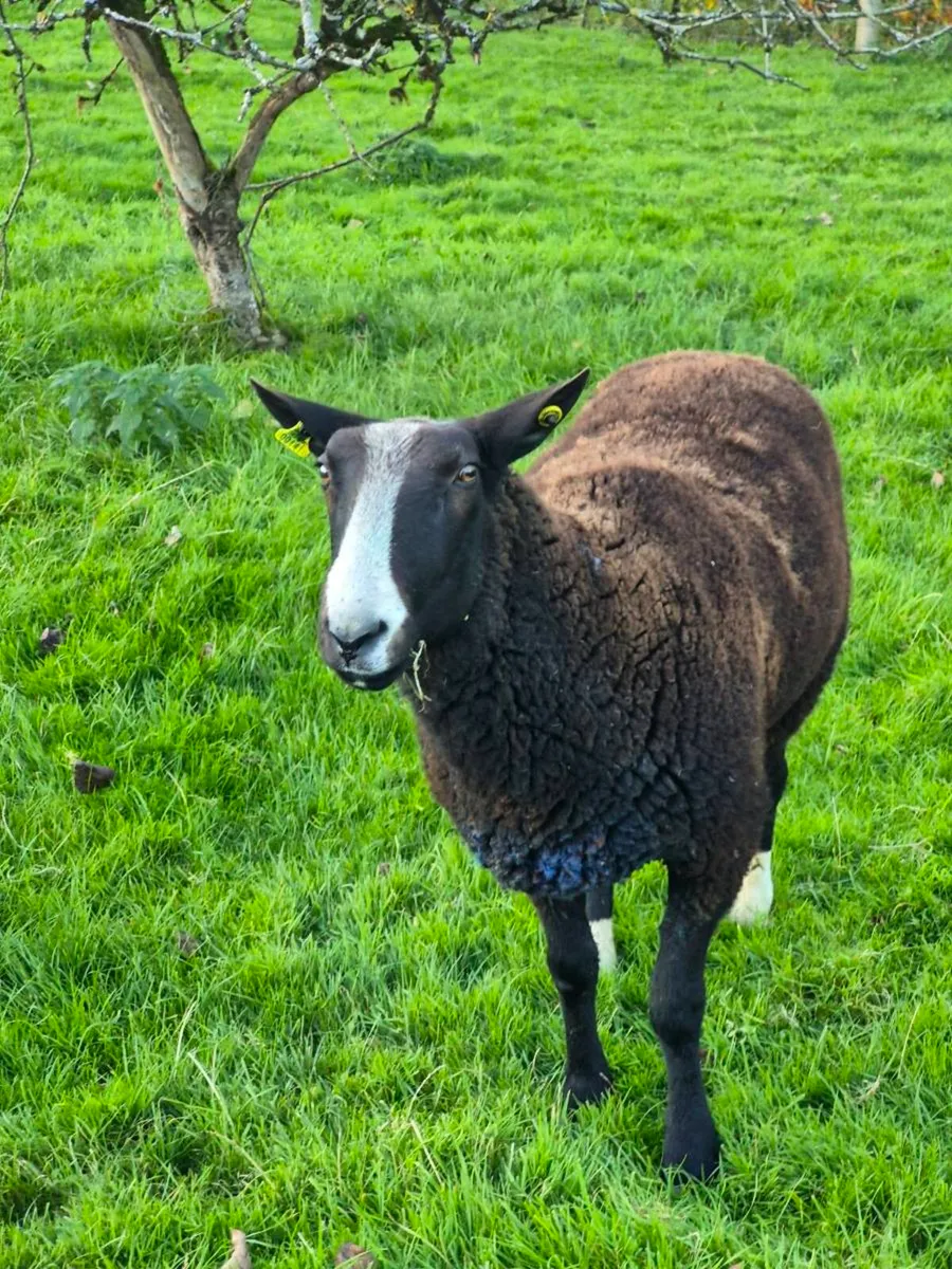 Zwartbles ram - Image 3